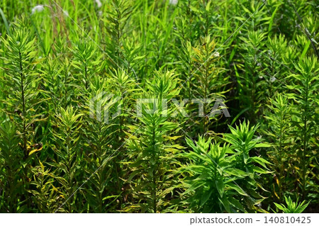 Vacant land, wasteland, weeds, land, vacant lot Vacant land, wasteland, weeds, land, vacant lot 140810425