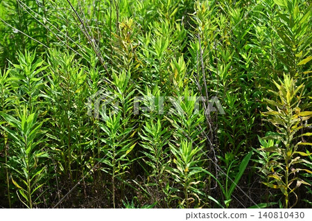 Vacant land, wasteland, weeds, land, vacant lot Vacant land, wasteland, weeds, land, vacant lot 140810430