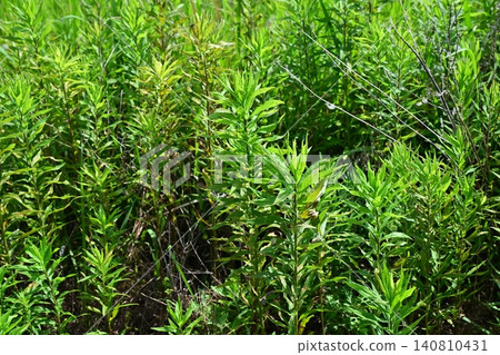 Vacant land, wasteland, weeds, land, vacant lot Vacant land, wasteland, weeds, land, vacant lot 140810431