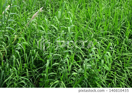 Vacant land, wasteland, weeds, land, vacant lot Vacant land, wasteland, weeds, land, vacant lot 140810435
