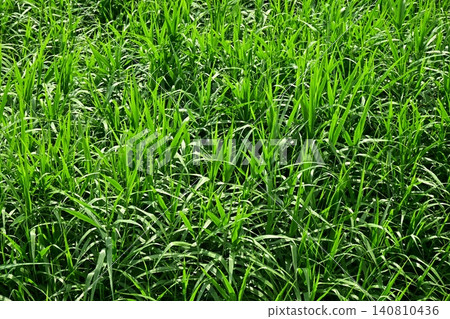 Vacant land, wasteland, weeds, land, vacant lot 140810436