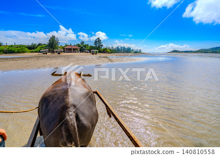 A scene of a water buffalo cart crossing to Iriomote Island and Yubu Island in Okinawa Prefecture. A scene of a water buffalo cart crossing to Iriomote Island and Yubu Island in Okinawa Prefecture. 140810558