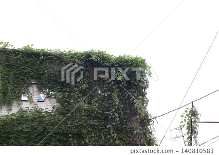 The exterior walls of the building and the power lines covered in ivy The exterior walls of the building and the power lines covered in ivy 140810581
