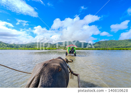 沖繩縣西表島至由武島之間的水牛車。 沖繩縣西表島至由武島之間的水牛車。 140810628
