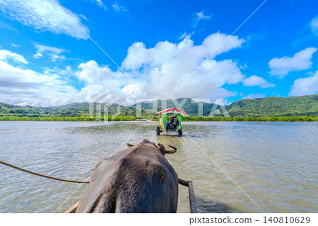 沖繩縣西表島至由武島之間的水牛車。 沖繩縣西表島至由武島之間的水牛車。 140810629