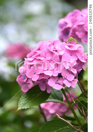 Hydrangea (photographed on a rainy day) Hydrangea (photographed on a rainy day) 140810746