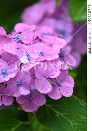 Hydrangea (photographed on a rainy day) Hydrangea (photographed on a rainy day) 140810748