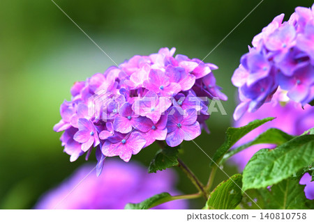 繡球花(下雨天拍攝) 繡球花(下雨天拍攝) 140810758