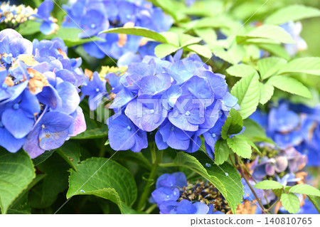 Hydrangea (photographed on a rainy day) Hydrangea (photographed on a rainy day) 140810765