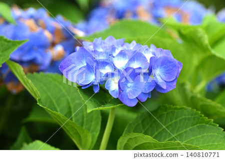 繡球花(下雨天拍攝) 繡球花(下雨天拍攝) 140810771