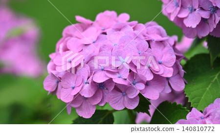 繡球花(下雨天拍攝) 繡球花(下雨天拍攝) 140810772