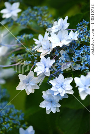 Hydrangea (photographed on a rainy day) Hydrangea (photographed on a rainy day) 140810788