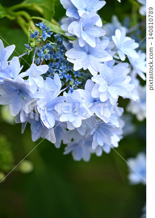 繡球花(下雨天拍攝) 繡球花(下雨天拍攝) 140810789