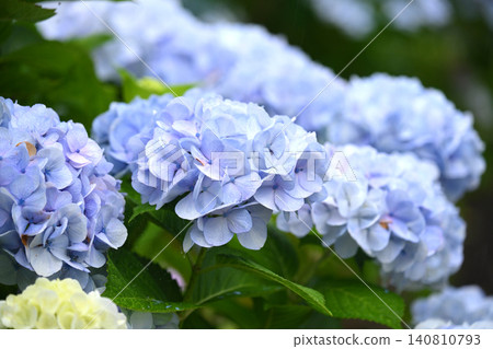 Hydrangea (photographed on a rainy day) Hydrangea (photographed on a rainy day) 140810793