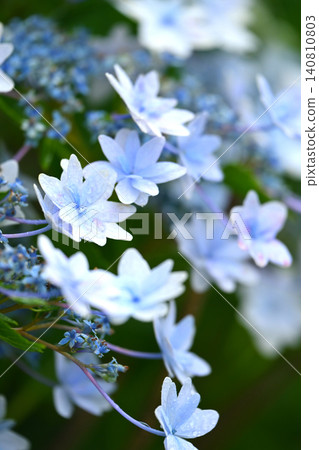 Hydrangea (photographed on a rainy day) 140810803
