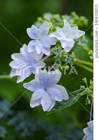 Hydrangea (photographed on a rainy day) Hydrangea (photographed on a rainy day) 140810813