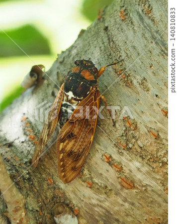 Summer image (Cicada/Brown cicada) Summer image (Cicada/Brown cicada) 140810833