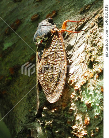 Summer image (Cicada/Brown cicada) Summer image (Cicada/Brown cicada) 140810839