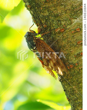 Summer image (Cicada/Brown cicada) Summer image (Cicada/Brown cicada) 140810844