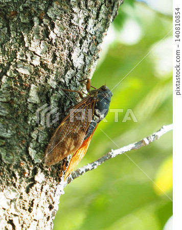 Summer image (Cicada/Brown cicada) 140810854