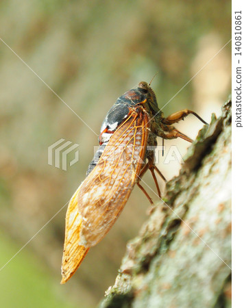 Summer image (Cicada/Brown cicada) Summer image (Cicada/Brown cicada) 140810861