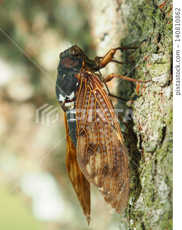 Summer image (Cicada/Brown cicada) Summer image (Cicada/Brown cicada) 140810862