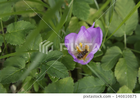Beautiful and Delicate Pink Crocus Blossom Welcoming an Active Pollinator Beautiful and Delicate Pink Crocus Blossom Welcoming an Active Pollinator 140810875