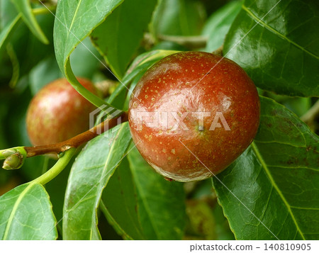 山茶籽（山茶油的原料） 140810905