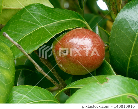 Camellia seeds (raw material for camellia oil) Camellia seeds (raw material for camellia oil) 140810910