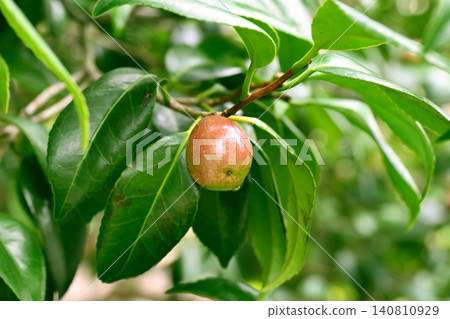 Camellia seeds (raw material for camellia oil) Camellia seeds (raw material for camellia oil) 140810929