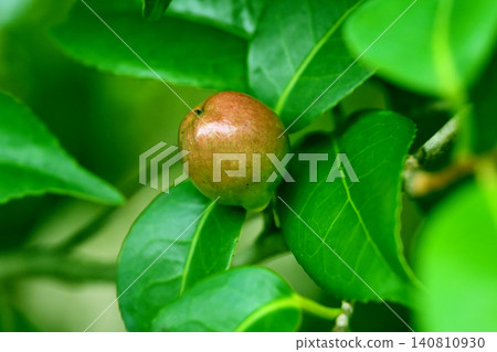 Camellia seeds (raw material for camellia oil) Camellia seeds (raw material for camellia oil) 140810930