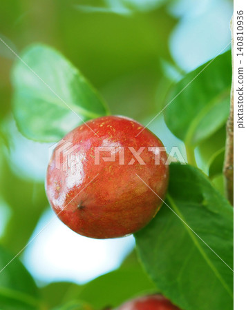 Camellia seeds (raw material for camellia oil) Camellia seeds (raw material for camellia oil) 140810936