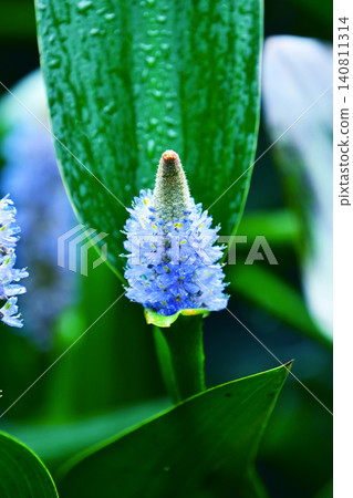 長葉鳳眼藍、長葉鳳眼藍、水葫蘆(Pontederia cordata) 長葉鳳眼藍、長葉鳳眼藍、水葫蘆(Pontederia cordata) 140811314