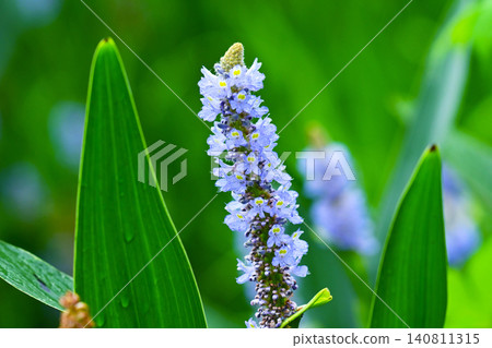 長葉鳳眼藍、長葉鳳眼藍、水葫蘆(Pontederia cordata) 長葉鳳眼藍、長葉鳳眼藍、水葫蘆(Pontederia cordata) 140811315
