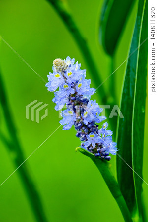 長葉鳳眼藍、長葉鳳眼藍、水葫蘆(Pontederia cordata) 長葉鳳眼藍、長葉鳳眼藍、水葫蘆(Pontederia cordata) 140811320