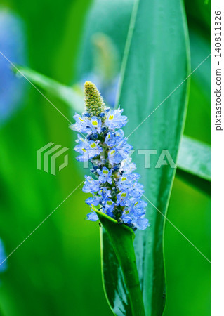 長葉鳳眼藍、長葉鳳眼藍、水葫蘆(Pontederia cordata) 長葉鳳眼藍、長葉鳳眼藍、水葫蘆(Pontederia cordata) 140811326