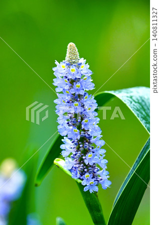 長葉鳳眼藍、長葉鳳眼藍、水葫蘆(Pontederia cordata) 長葉鳳眼藍、長葉鳳眼藍、水葫蘆(Pontederia cordata) 140811327