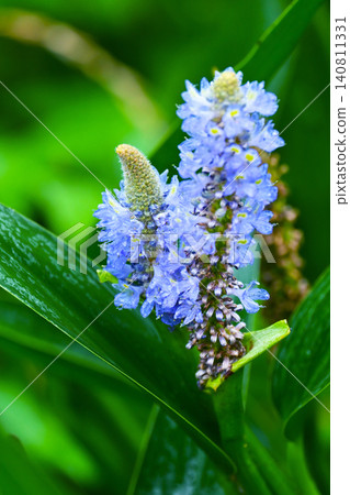 長葉鳳眼藍、長葉鳳眼藍、水葫蘆(Pontederia cordata) 長葉鳳眼藍、長葉鳳眼藍、水葫蘆(Pontederia cordata) 140811331