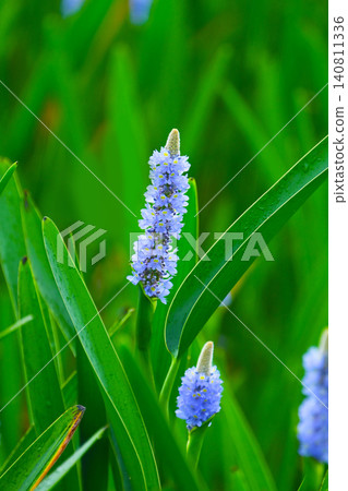 長葉鳳眼藍、長葉鳳眼藍、水葫蘆(Pontederia cordata) 長葉鳳眼藍、長葉鳳眼藍、水葫蘆(Pontederia cordata) 140811336