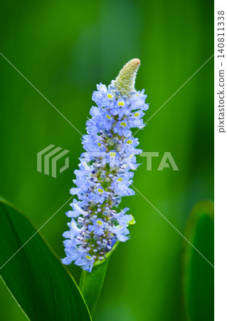 長葉鳳眼藍、長葉鳳眼藍、水葫蘆(Pontederia cordata) 長葉鳳眼藍、長葉鳳眼藍、水葫蘆(Pontederia cordata) 140811338