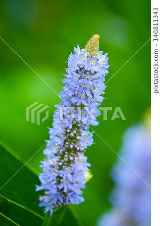 Pontederia cordata, long-leaved water hyacinth, pickelweed (Pontederia cordata) 140811343
