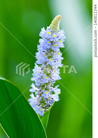 Pontederia cordata, long-leaved water hyacinth, pickelweed (Pontederia cordata) Pontederia cordata, long-leaved water hyacinth, pickelweed (Pontederia cordata) 140811344