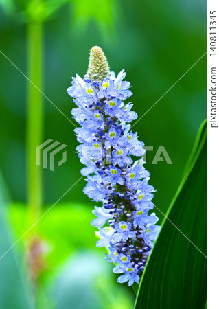 Pontederia cordata, long-leaved water hyacinth, pickelweed (Pontederia cordata) Pontederia cordata, long-leaved water hyacinth, pickelweed (Pontederia cordata) 140811345