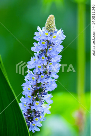 長葉鳳眼藍、長葉鳳眼藍、水葫蘆(Pontederia cordata) 長葉鳳眼藍、長葉鳳眼藍、水葫蘆(Pontederia cordata) 140811346