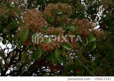 Background of branches with clusters of small, creamy-white flowers from the Photinia fraseri Red Robin plant. 140811581