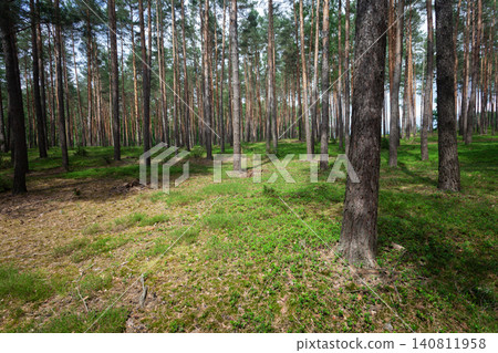 Coniferous forest with moss, spring day Coniferous forest with moss, spring day 140811958