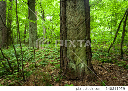 Cuts in the tree to extract resin Cuts in the tree to extract resin 140811959