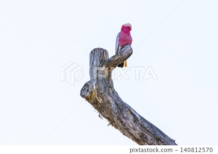 A Galah cockatoo sitting on a high dead tree branch in the Blue Mountains 140812570