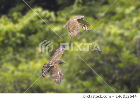 A pair of Grey-faced Buzzards flying against a mountain backdrop. A pair of Grey-faced Buzzards flying against a mountain backdrop. 140812644