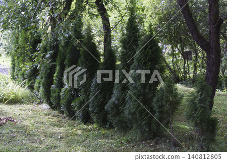 A Lined Row of Conical Thuja Trees with Young Saplings in a Garden Border 140812805